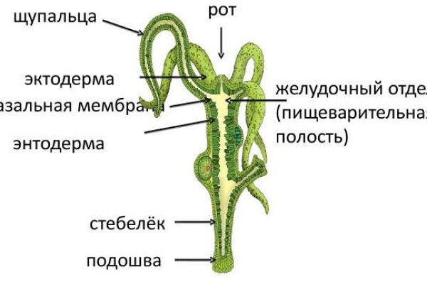 Рабочая ссылка кракен в тор