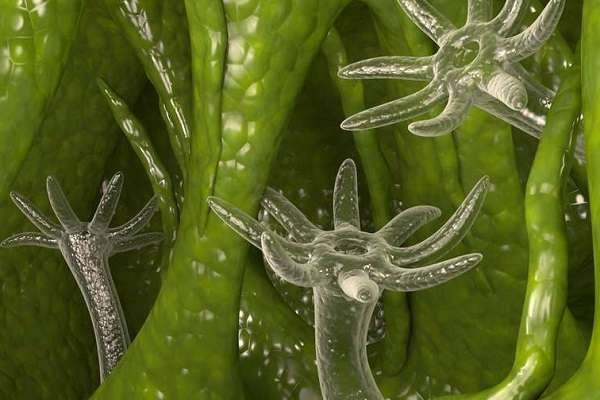 Kraken tor зеркало
