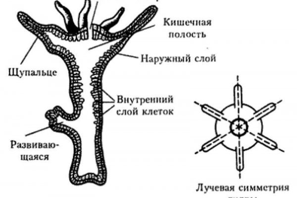 Ссылка на кракен тор магазин